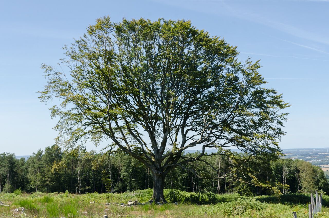 Photographies de la forêt de Paimpont-Brocéliande